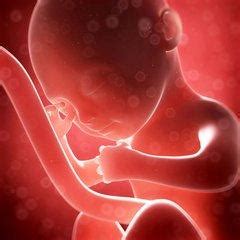 孕27周的宝宝说没就没了，“脐带扭转”导致的？