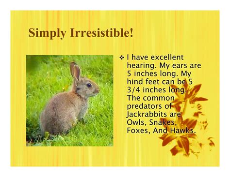 5 S Black Tailed Jackrabbits | PDF