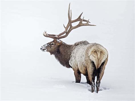 Elk Example 的图像结果