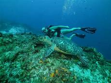dive cozumel cozumel two tank scuba diving cozumel cruise excursions dive cozumel cozumel two tank scuba diving cozumel cruise excursions