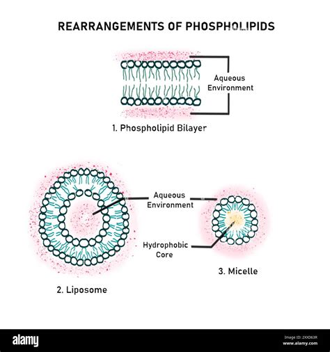 Phospholipid diagram hi-res stock photography and images - Alamy