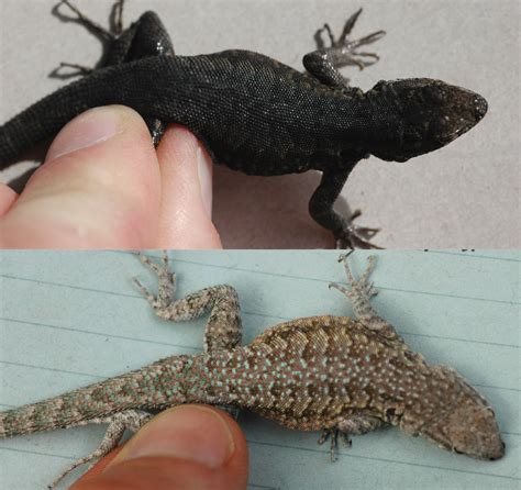 Adaptation allows lizards to completely change their color - Earth.com