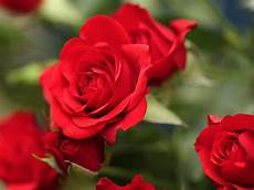 fiori in inglese 14 of the best smelling flowers on the planet fiori in inglese 14 of the best smelling flowers on the planet