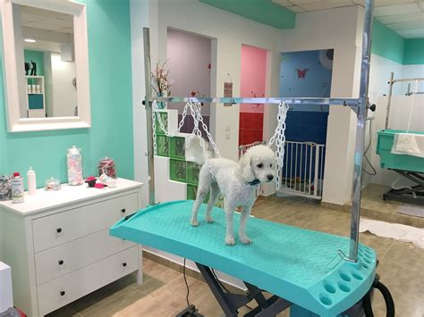 Dog Grooming Salon Decor, Cat Grooming Tools, Dog Grooming Shop, Dog ...