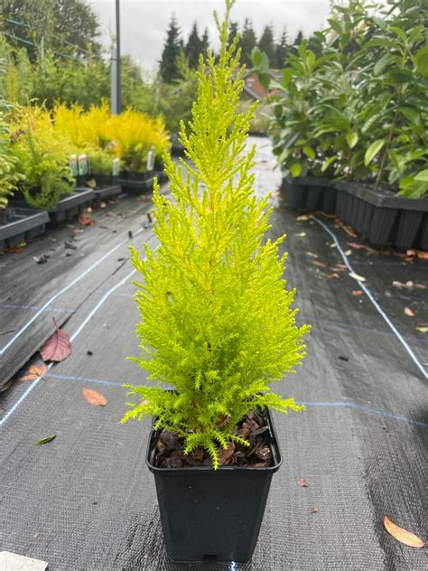 Monterey Cypress 'Wilma' | Lemon Scented Golden Conifer Tree 20cm+ Tall ...