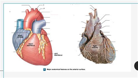 Cardiology 的图像结果