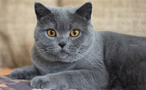 15 Short-Haired Cat Breeds - Less Brushing, More Cuddling! - Inhenocha.com
