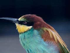 Image result for beak