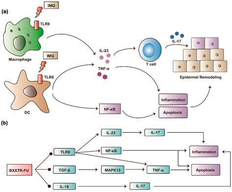 Decryption of Active Constituents and Action Mechanism of the ...