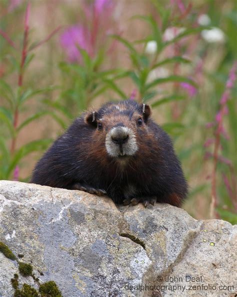 What colour are marmots? – The Vancouver Island Marmot Recovery Foundation