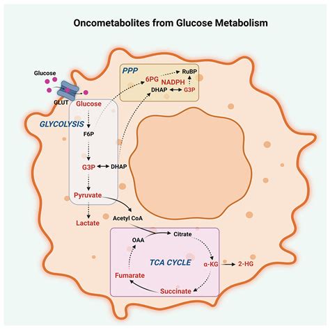 Targeting Oncometabolites in Peritoneal Cancers: Preclinical Insights ...