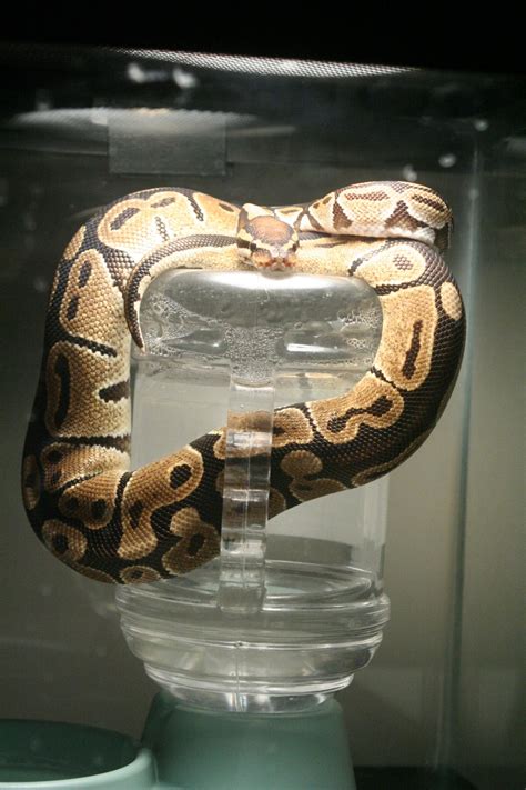 Image result for Petey Python