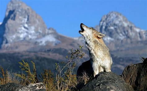 Image result for Coolest Wolves Howling