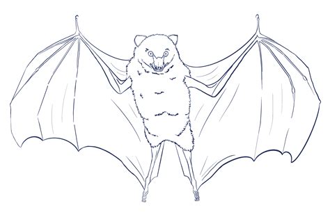 Livingstone's Fruit Bat - Bat Conservation International