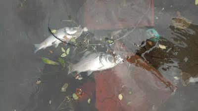 Muddy water kills fish in Kalyan pond | Thane News - Times of India