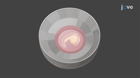 Zebrafish Embryo Time-Lapse 的图像结果