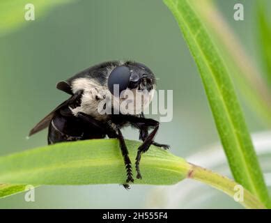 Image result for Mouse Bot Fly