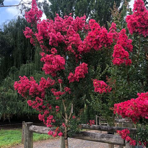 Lagerstroemia 'Enduring Summer Red' Crepe Myrtle - Hello Hello Plants