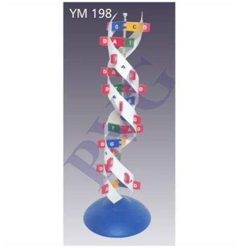 DNA Model Kit 的图像结果