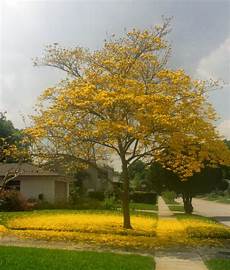 Yellow Tree Image by Virginia S Such As It Is Tabebuia The Brilliant Yellow Tree Image