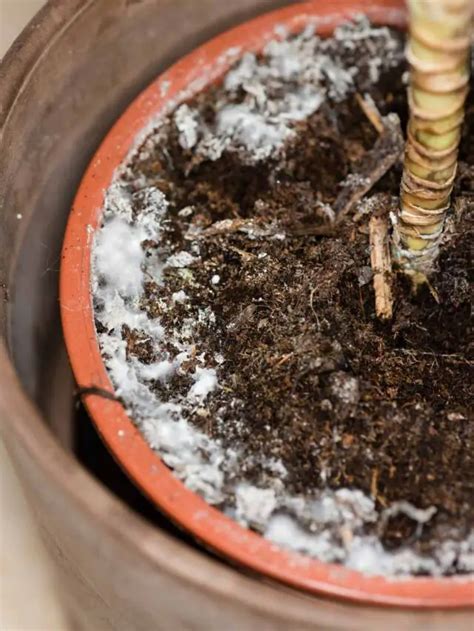 Mold on Plant Soil and How to Eradicate it - The Contented Plant