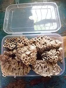 Mahadev Herbs of India® Yellow Bee Nest (4 x 6.5 inches nest) |Tattaiya ...