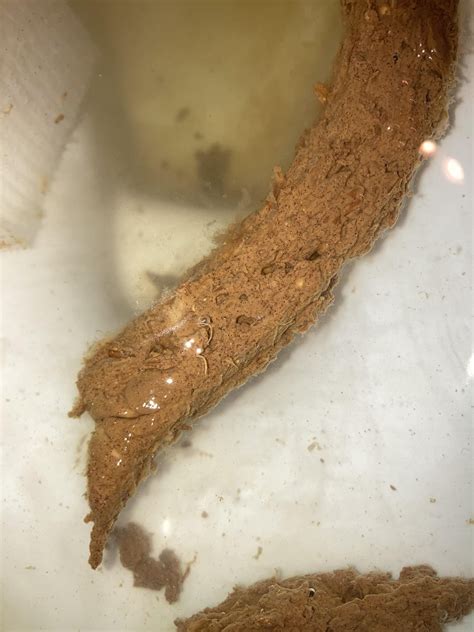 Please ease my mind. Scared of blood and “coffee ground” stool. Health anxiety help. : r/medical ...