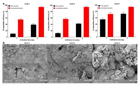 Construction of Magnetic Composite Bacterial Carrier and Application in ...