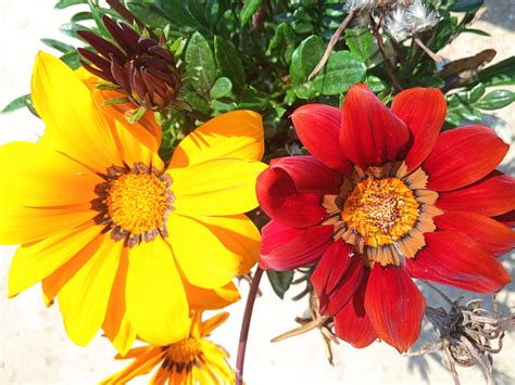 Beautiful Red and Yellow Flowers