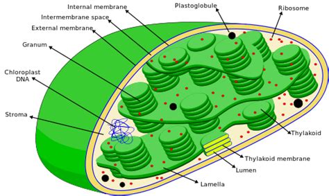 Mitochondria and chloroplasts — lesson. Science State Board, Class 7.