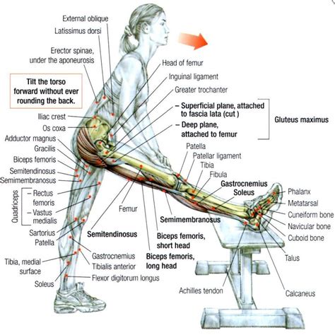 Image result for Hamstring Muscles