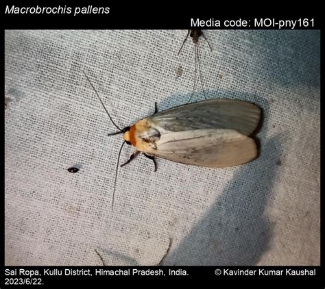 Macrobrochis pallens | Moths