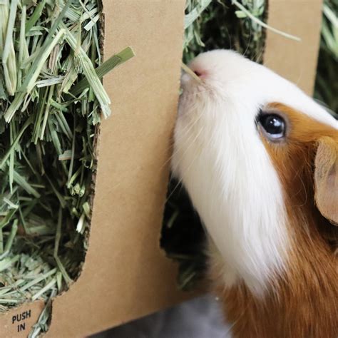 Guinea Pig Timothy Hay - Best Hay for Guinea Pigs - GuineaDad
