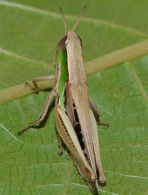 Insect Pests