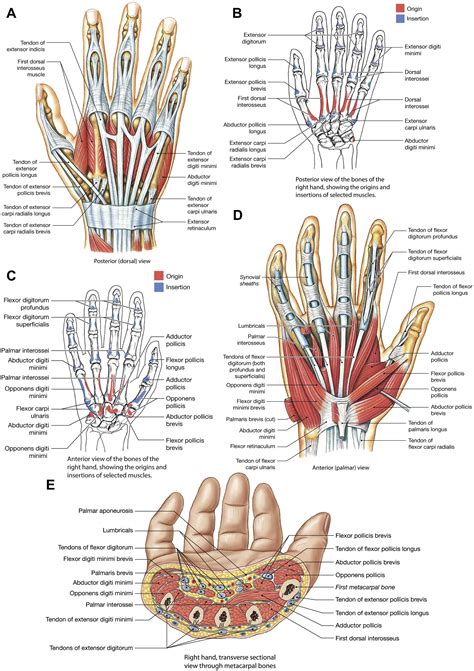 Hand Muscles Anatomy Fotografie, Obraz Anatomy Posterior View Of Hand