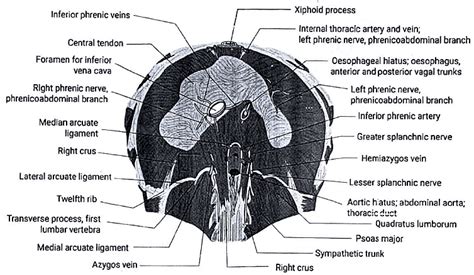 Applied Anatomy - Medical Science Optional Notes for UPSC PDF Download