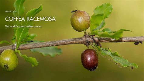 Coffea Racemosa: The World's Rarest Coffee Species
