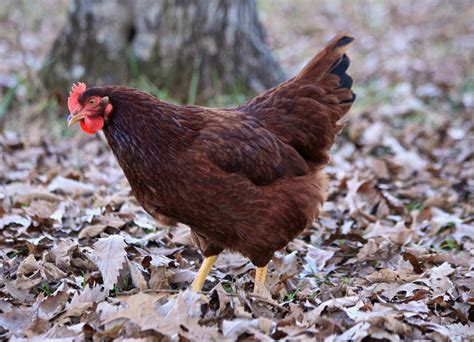 Rhode Island Red