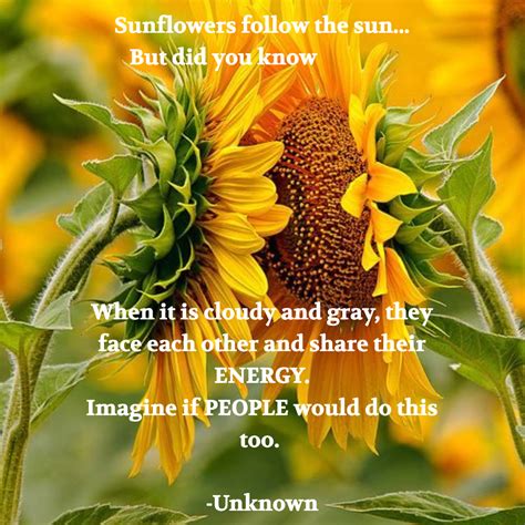 Sunflowers follow the sun... But did you know When it is cloudy and ...