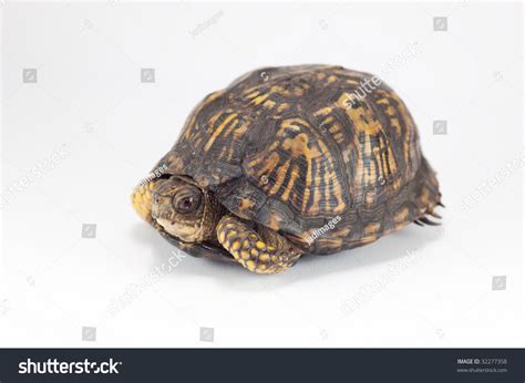 Image result for Female Box Turtle