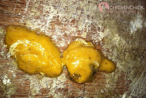 Can Chicken And Rice Make My Dogs Poop Yellow