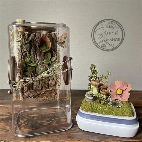 Jumping Spider Habitat: Tips for Keeping and Caring for Pet Spiders