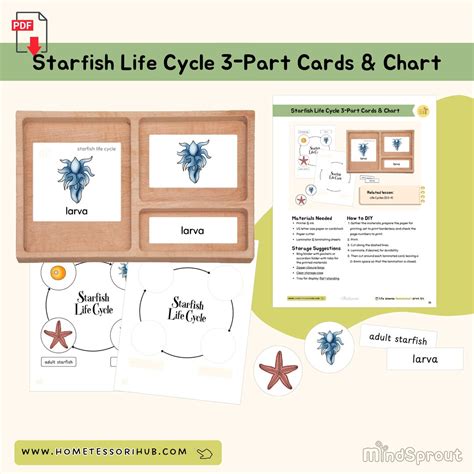 Starfish Life Cycle 3-part Cards and Chart Zoology Montessori Printable Material - Etsy
