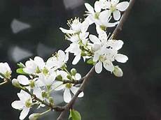 fiori di bach cherry plum fiori di bach per rilassarsi e dormire fiori di bach cherry plum fiori di bach per rilassarsi e dormire