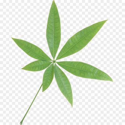 Single Green Leaves PNG Clipart - Pngsource