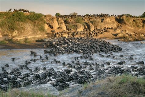 Africa’s Great Migration: Largest animal movement visible from space - The Sudan Times
