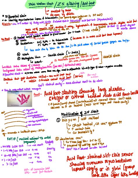 Micro Practical Sem6 - Ziehl Neelson stain - / staining/fast modified ...