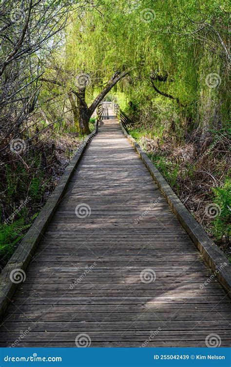 Wood Boardwalk Under Weeping Willow Tree with Spring Growth, Juanita ...
