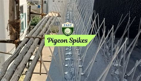 Pigeon Spikes 的图像结果