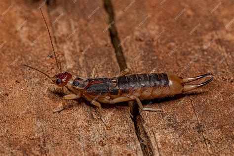 Earwig Pest Control | Earwig Spray And DIY Traps - RECON Pest Services